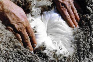 Opening Merino Fleece