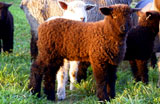 Carlson Farm