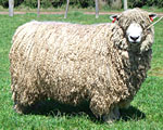 White English Leicester - Tasmania