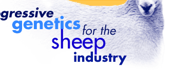 Progressive genetics for the sheep industry