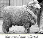 Bullamalita 4027