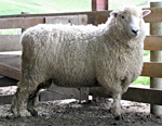 Ashaig Farm 48-03 (Coopworth)