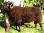 Drum Ram No. 1191Z-145