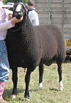 Zwartbles