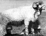 Mourtere M1105-302