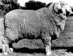 M-111 Old Ashrose