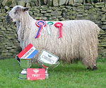 Rimington Playboy 0819-06-007 (Teeswater) 
