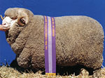 RP1440, SIRE of Flaxton RP16 (Merino)