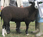 Zwartbles