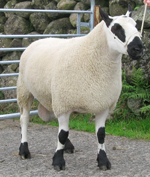 Kerry Hill Ram "Tom 11-SE-05"