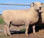 Waidale 756-02 (Southdown)