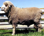 Willemenup ET 32 (Poll Merino)