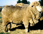 Z-112 Old Ashrose (Poll Merino)