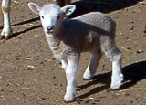 lamb