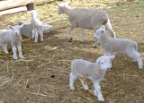 lambs